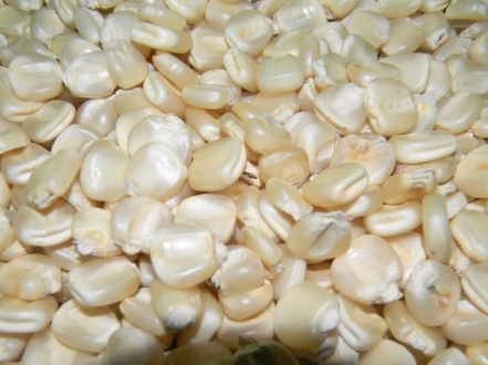 gallery/white corn